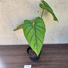 Load image into Gallery viewer, #D52 Large Philodendron El Guapo