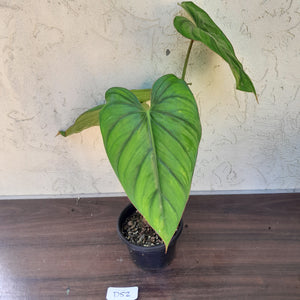 #D52 Large Philodendron El Guapo
