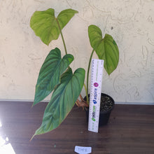 Load image into Gallery viewer, #D52 Large Philodendron El Guapo