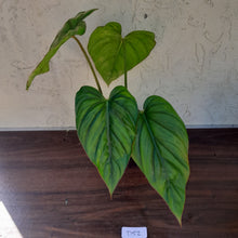 Load image into Gallery viewer, #D52 Large Philodendron El Guapo