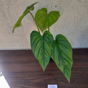 #D52 Large Philodendron El Guapo