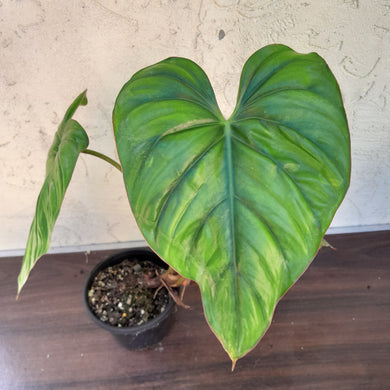 #D52 Large Philodendron El Guapo