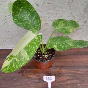 #i42 Non TC Philodendron Jose Buono