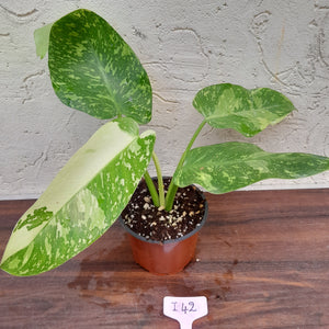 #i42 Non TC Philodendron Jose Buono