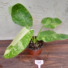 Load image into Gallery viewer, #i42 Non TC Philodendron Jose Buono