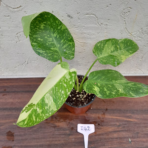 #i42 Non TC Philodendron Jose Buono