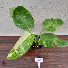 Load image into Gallery viewer, #i42 Non TC Philodendron Jose Buono