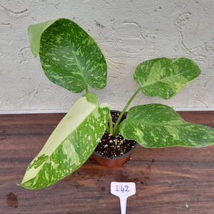 #i42 Non TC Philodendron Jose Buono
