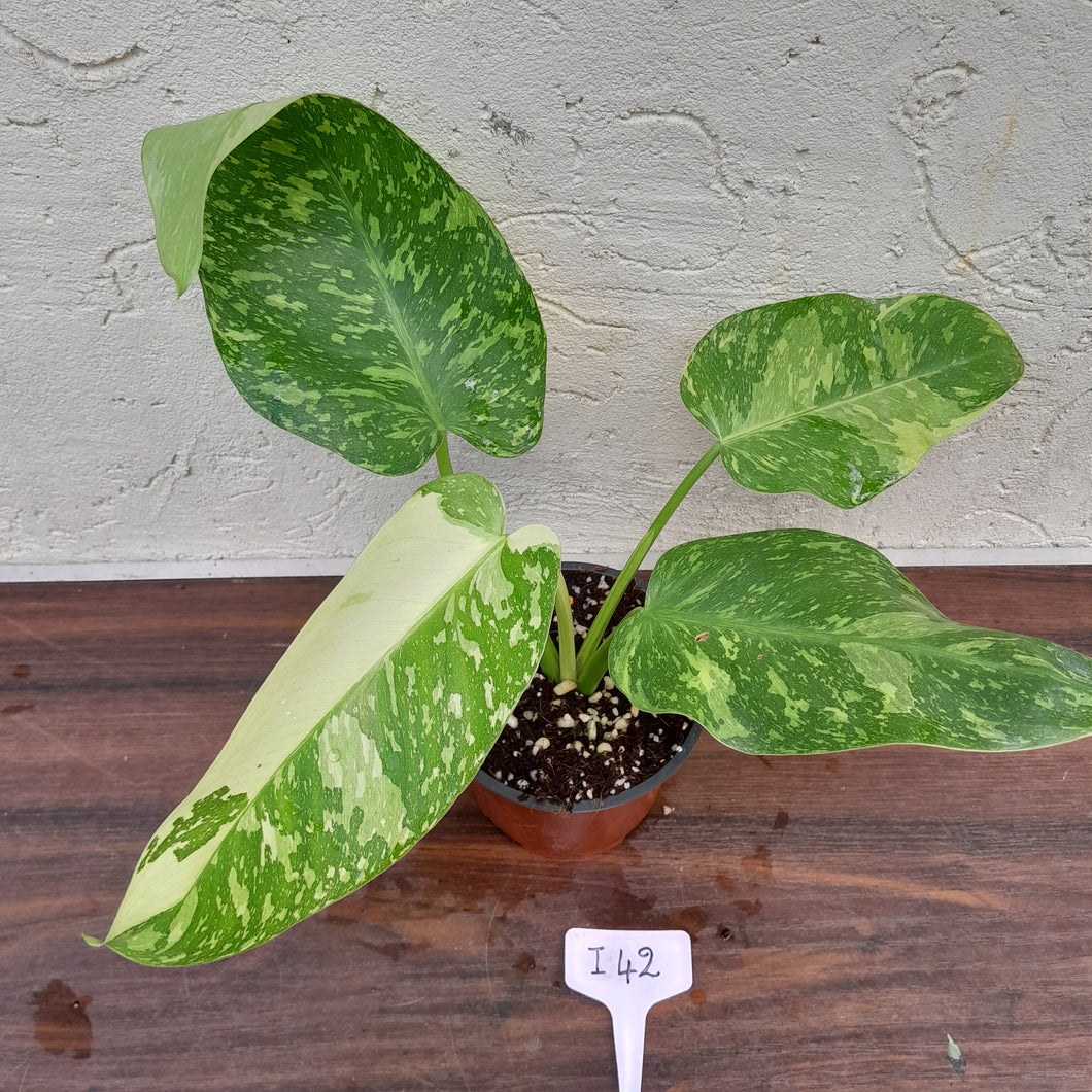 #i42 Non TC Philodendron Jose Buono