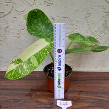 Load image into Gallery viewer, #i42 Non TC Philodendron Jose Buono