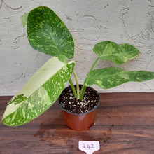 Load image into Gallery viewer, #i42 Non TC Philodendron Jose Buono