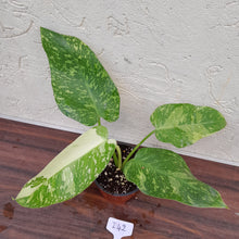 Load image into Gallery viewer, #i42 Non TC Philodendron Jose Buono