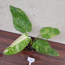 Load image into Gallery viewer, #i42 Non TC Philodendron Jose Buono