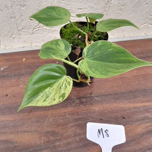 #M8 Variegated Philodendron Heart Leaf