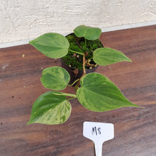 Load image into Gallery viewer, #M8 Variegated Philodendron Heart Leaf