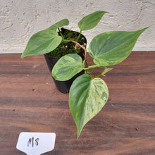 Load image into Gallery viewer, #M8 Variegated Philodendron Heart Leaf