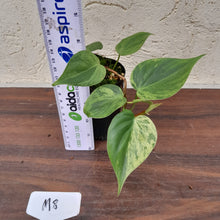 Load image into Gallery viewer, #M8 Variegated Philodendron Heart Leaf