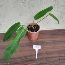 Load image into Gallery viewer, #D22 Anthurium Warocqueanum x Panamense