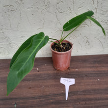 Load image into Gallery viewer, #D22 Anthurium Warocqueanum x Panamense