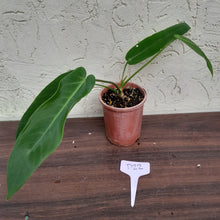 Load image into Gallery viewer, #D22 Anthurium Warocqueanum x Panamense