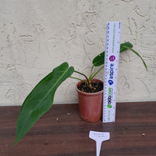 Load image into Gallery viewer, #D22 Anthurium Warocqueanum x Panamense