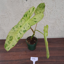 Load image into Gallery viewer, #D16 Philodendron Paraiso Verde