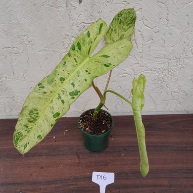 #D16 Philodendron Paraiso Verde