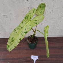 Load image into Gallery viewer, #D16 Philodendron Paraiso Verde