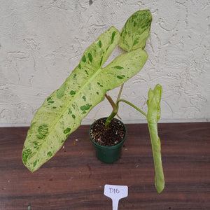 #D16 Philodendron Paraiso Verde