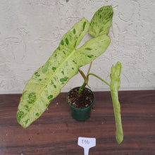 Load image into Gallery viewer, #D16 Philodendron Paraiso Verde