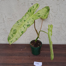 Load image into Gallery viewer, #D16 Philodendron Paraiso Verde