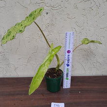 Load image into Gallery viewer, #D16 Philodendron Paraiso Verde