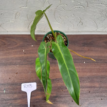 Load image into Gallery viewer, #R113 Philodendron Bernardopazii
