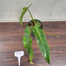 Load image into Gallery viewer, #R113 Philodendron Bernardopazii