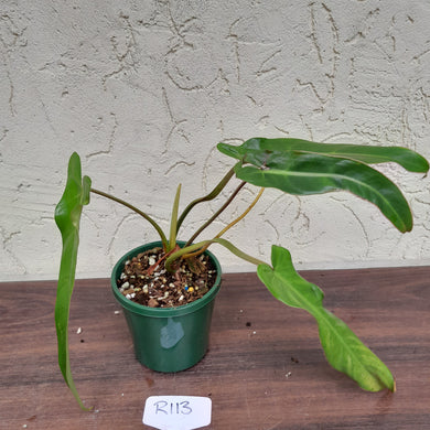 #R113 Philodendron Bernardopazii