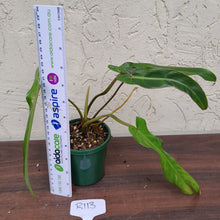 Load image into Gallery viewer, #R113 Philodendron Bernardopazii