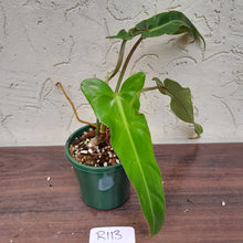 Load image into Gallery viewer, #R113 Philodendron Bernardopazii