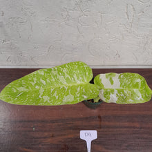 Load image into Gallery viewer, #D4 Non TC Philodendron Jose Buono