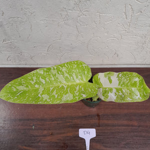 #D4 Non TC Philodendron Jose Buono