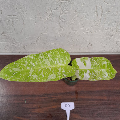 #D4 Non TC Philodendron Jose Buono
