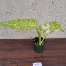 Load image into Gallery viewer, #D4 Non TC Philodendron Jose Buono