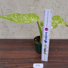 Load image into Gallery viewer, #D4 Non TC Philodendron Jose Buono