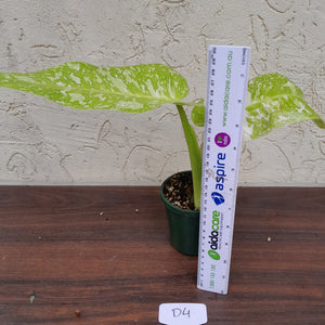 #D4 Non TC Philodendron Jose Buono
