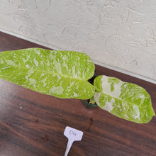 Load image into Gallery viewer, #D4 Non TC Philodendron Jose Buono