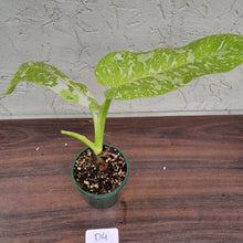 Load image into Gallery viewer, #D4 Non TC Philodendron Jose Buono