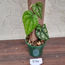 Load image into Gallery viewer, #R36 Piper Sylvaticum