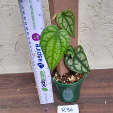 Load image into Gallery viewer, #R36 Piper Sylvaticum