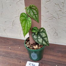 Load image into Gallery viewer, #R36 Piper Sylvaticum