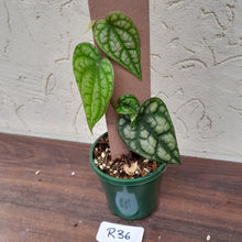 Load image into Gallery viewer, #R36 Piper Sylvaticum