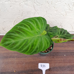 #R35 Philodendron Verrucosum